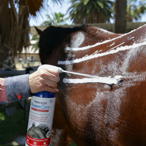 equine_care