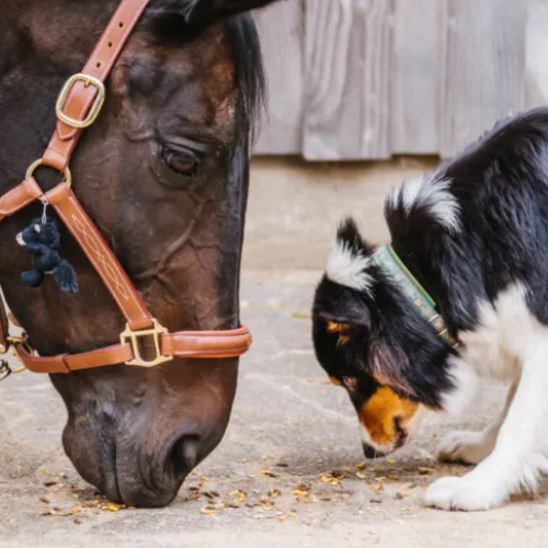 equine_pet